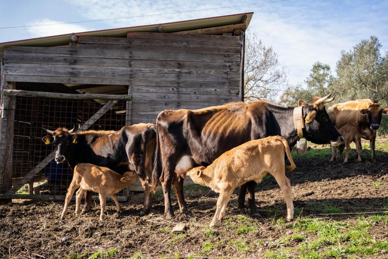 Agriturismo San Basilio Salento Kültér fotó